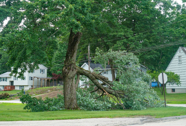 Best Tree Cutting Near Me  in USA